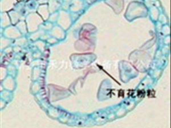 細胞生物學(xué)和遺傳學(xué)切片